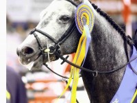 A pickachu de Muze - Wereldkampioen 6jarige paarden te Lanaken